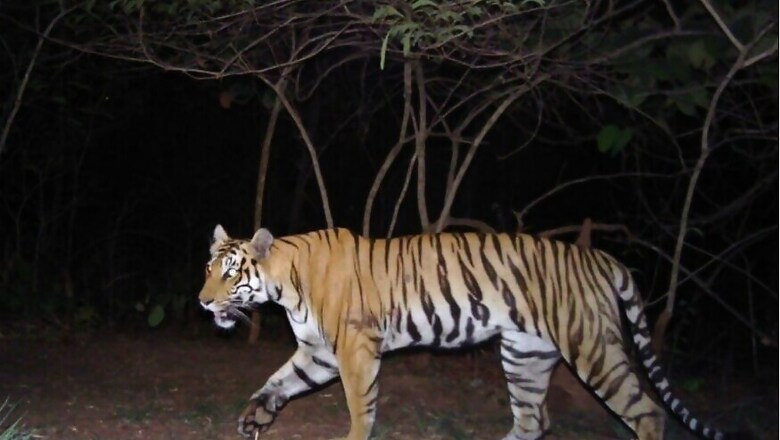 India’s 2018 Tiger Census Sets Guinness Record for Being World's Largest Camera Trap Wildlife Survey
