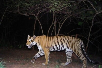 India’s 2018 Tiger Census Sets Guinness Record for Being World's Largest Camera Trap Wildlife Survey