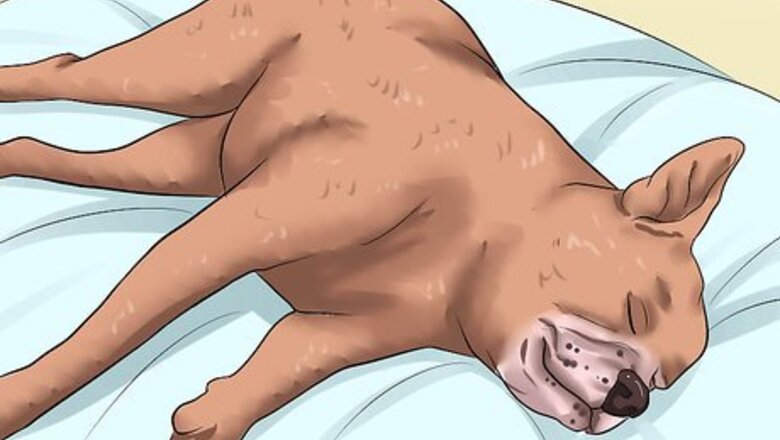 How to Diagnose Canine Leptospirosis