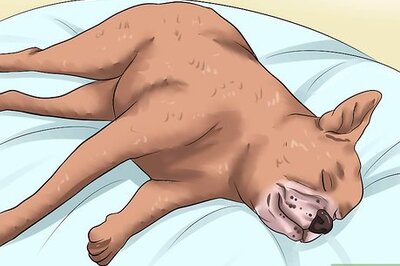 How to Diagnose Canine Leptospirosis