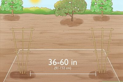 How to Grow Cucumbers