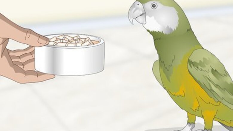 How to Feed a Senegal Parrot