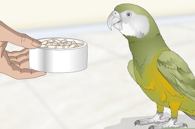 How to Feed a Senegal Parrot