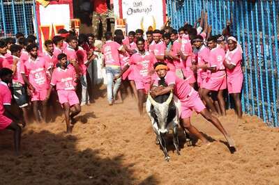 65 Injured During Jallikattu Event in Tamil Nadu's Madurai