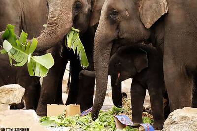 Kerala: Activists allege illegal transfer of elephants