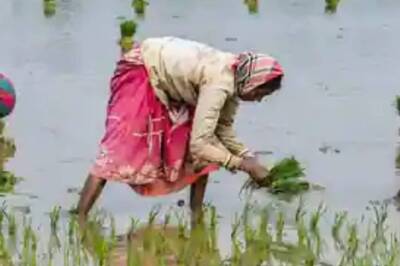 Govt Buys 291 Lakh Tonnes Of Paddy For Rs 57,032 Cr So Far In 2021-22 Kharif Marketing Year
