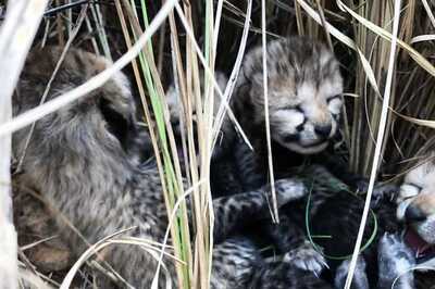 ‘Weakest of Them All’: One of Four Cheetah Cubs Dies at MP's Kuno National Park