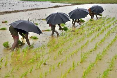 Govt Estimates Kharif Crop Output Slightly Lower at 140.57 Million Tonnes for 2019-20