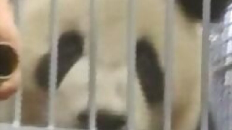 Pandas get lucky, to be showcased at Olympics