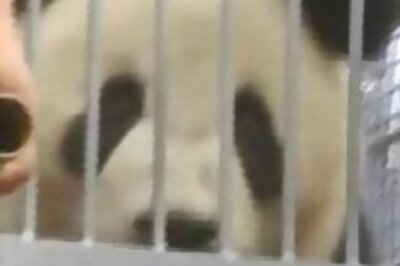 Pandas get lucky, to be showcased at Olympics
