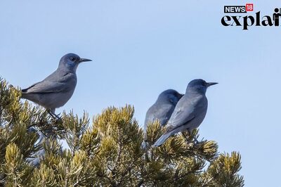 142 Bird Species Declining in India, Says Report: Key Takeaways, Major Threats Explained