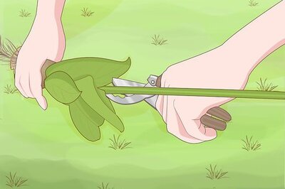 How to Store Tulip Bulbs