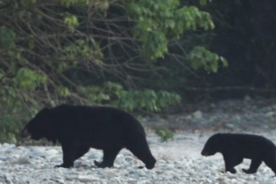 This Picture of Mama Bear and its Cub Has the Internet Guessing; Here's Why