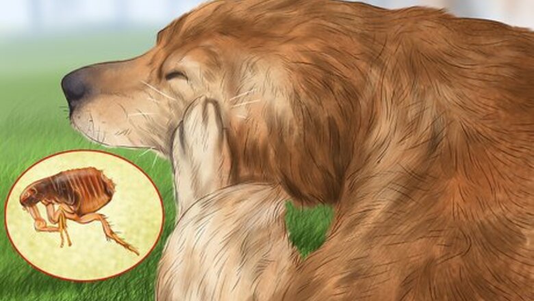 How to Identify Canine Flea Problems