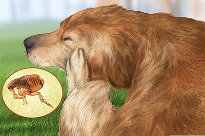 How to Identify Canine Flea Problems
