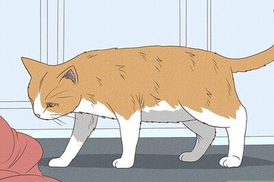 How to Encourage Your New Cat to Come Out of Hiding