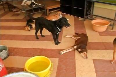 Dogs Born In Summers More Likely To Suffer Heart Disease