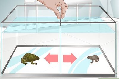 How to Care for African Clawed or Dwarf Frogs