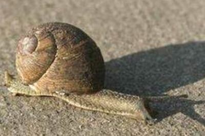 Snails cause meningitis in Beijing