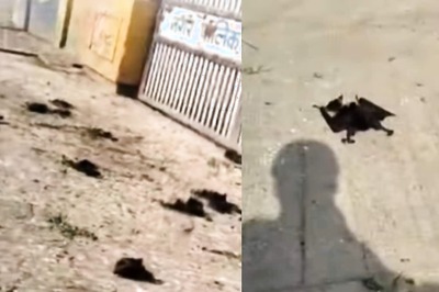 Bats And Birds Die Due To Heatstroke As Mercury Crosses 46 Degrees In Madhya Pradesh