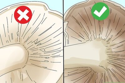 How to Identify Edible Mushrooms