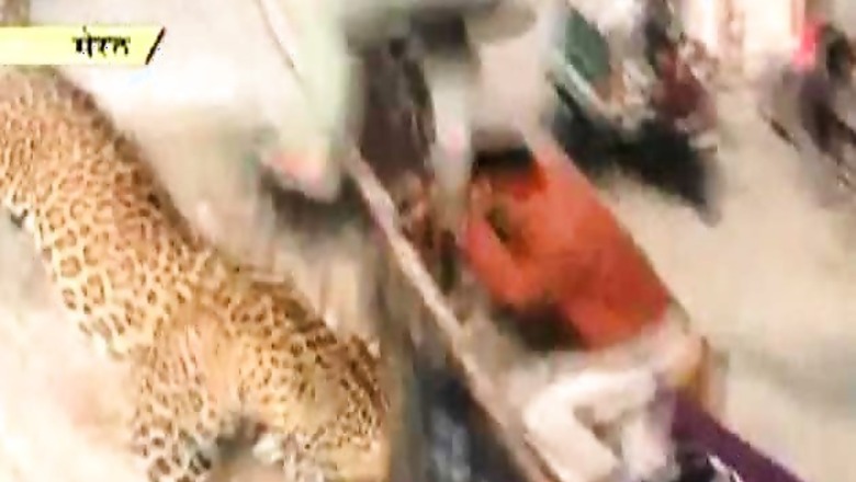 Meerut normal after leopard attack