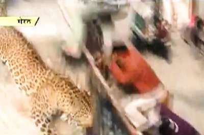 Meerut normal after leopard attack