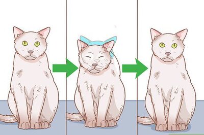 How to Diagnose and Treat Hyperesthesia Syndrome in Cats