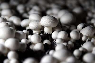 Mushrooms Could Enhance a Person's Immune System, Says Study