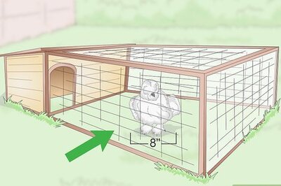 How to Care For Silkie Chickens