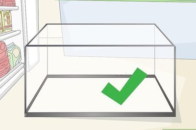 How to Keep & Care for Blood Parrot Cichlids