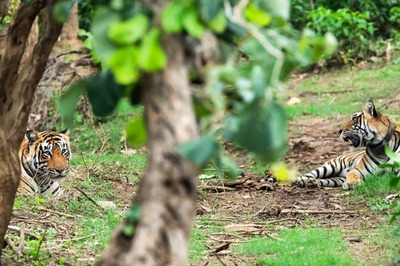 Fire in Jahajwala Forest Area of Sariska Under Control: Authorities