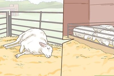 How to Care for a Sheep With Pneumonia
