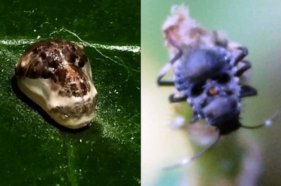 Bugs of Bollywood: Researchers Christen Insects After Legendary Characters ‘Mogambo’, ‘Ramu Kaka’
