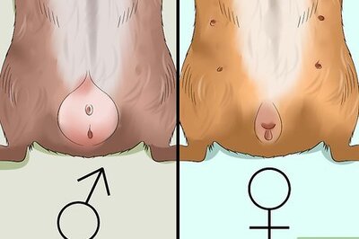 How to Introduce Two Guinea Pigs to Each Other