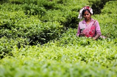 West Bengal Government Allows E-auction of Tea Amid Coronavirus Lockdown