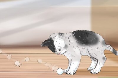 How to Play With a Kitten
