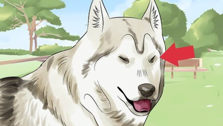 How to Treat Canine Glaucoma