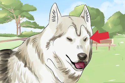 How to Treat Canine Glaucoma