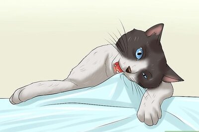 How to Stop a Cat from Chewing