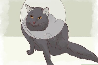 Why Is My Cat Licking Its Fur Off? How to Stop Overgrooming in Cats