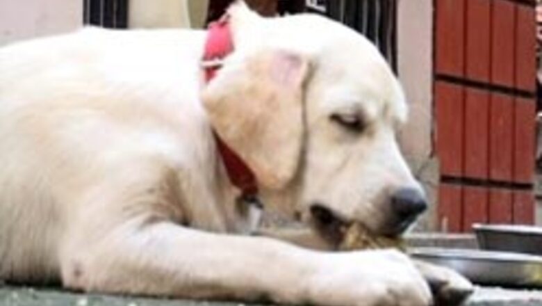 Now, fast food for dogs in Kerala