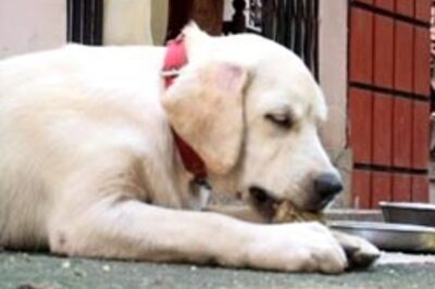 Now, fast food for dogs in Kerala