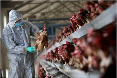Bird Flu Detected at Poultry Farm in Ludhiana, Committee to Oversee Culling