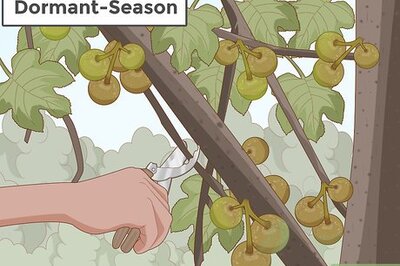 How to Prune a Fig Tree