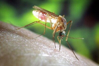 An Important Fact You Did Not Know about Chikungunya