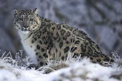 Soon, Walk Amid Snow Leopards and Himalayan Bears at Kashmir’s First Zoo in Pahalgam Valley