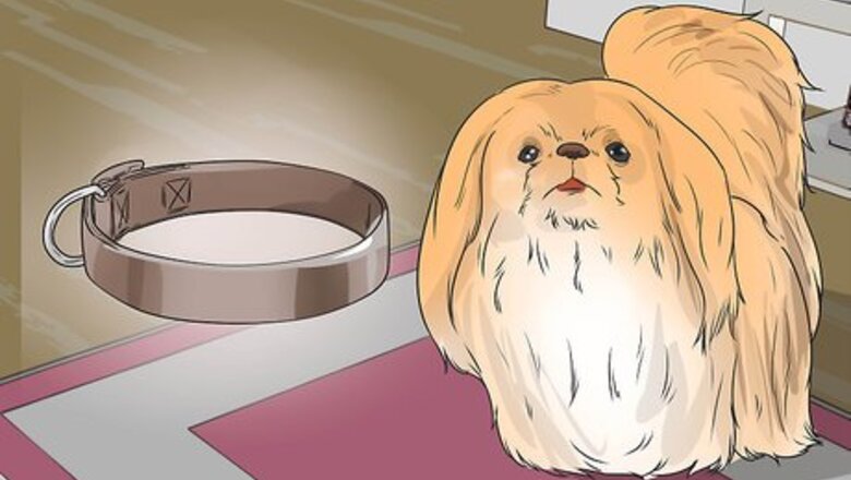How to Walk a Puppy