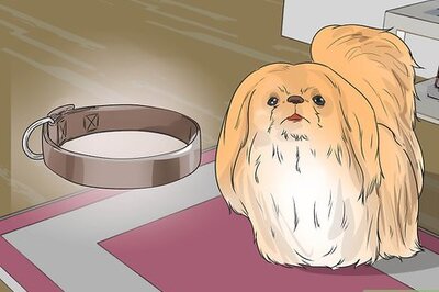 How to Walk a Puppy