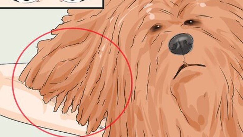How to Identify a Puli